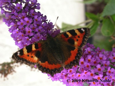 small tortoiseshell (Aglais urticae) Kenneth Noble